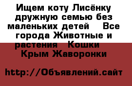 Ищем коту Лисёнку дружную семью без маленьких детей  - Все города Животные и растения » Кошки   . Крым,Жаворонки